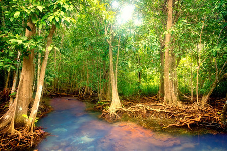 景观春天热带雨林红树根泰国木头图片