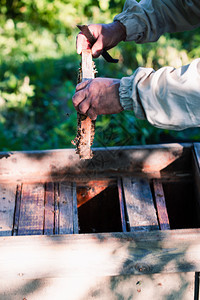 养蜂员工作在甲状腺用蜂蜜和画出窝在巢上蜜院子图片