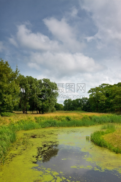 森林中平静的河流夏日白天分支机构黑色的水图片