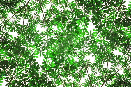 植物树干花园绿叶作为背景或纹理图片