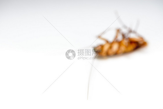 死的柔软杀虫剂白色背景的松软模糊一只蟑螂被孤立而死有翅膀的小棕色昆虫肮脏恶心令人厌毛骨悚然扰乱破坏和传染的动物害虫控制空白复间S图片