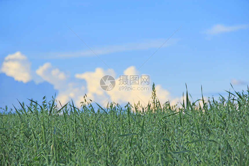 饲料自然燕麦的绿色种植在田间生长燕麦耳朵在蓝天下燕麦田间成熟农业植物在田间生长农业植物在田间生长有机的图片