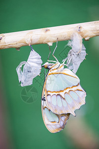 新兴一只从蛹中出来的蝴蝶诞生孵化活图片