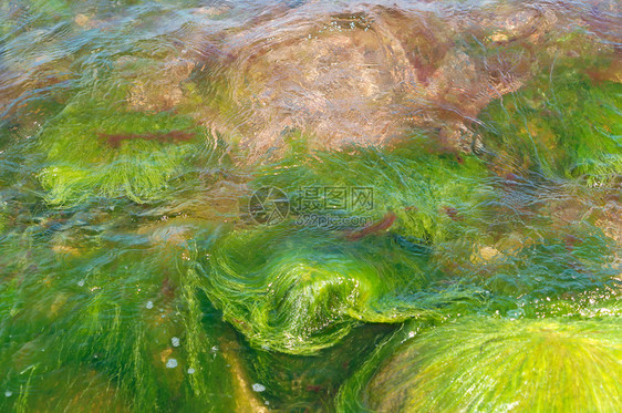 自然水下绿藻清澈池塘岩石上的藻类清澈池塘岩石上的藻类景观环境图片