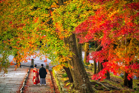落下橙亚洲日本京都秋天一对穿着传统日本喜莫诺和Yukata的夫妇带着多彩红色的树林图片