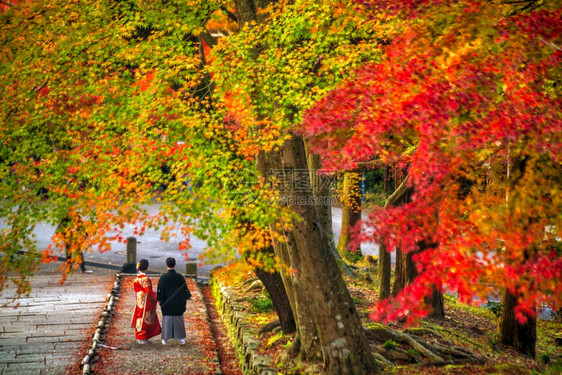 落下橙亚洲日本京都秋天一对穿着传统日本喜莫诺和Yukata的夫妇带着多彩红色的树林图片