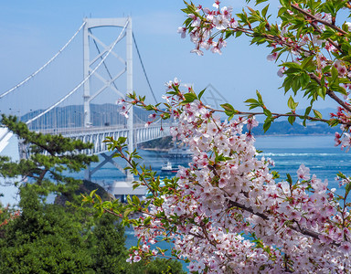 现代日本桥有樱花盛开亚洲人水分支图片