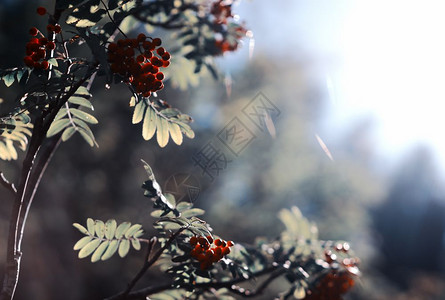 森林太阳直射光背景中的夏季灰莓直射阳光背景中的夏季灰莓高清挪威图片