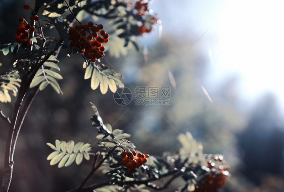 森林太阳直射光背景中的夏季灰莓直射阳光背景中的夏季灰莓高清挪威图片