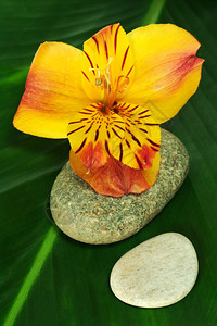 花瓣幽思IncaLilyBlossom贴近叶的Inca百合花法里纳图片