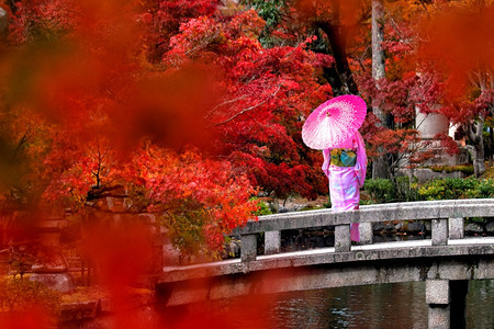 日本京都秋天年轻女穿着传统日本喜莫诺Kimono和服女孩传统的图片