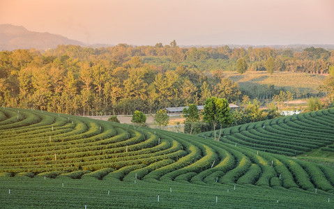 场地泰国日落绿色茶叶种植园的美丽景色泰国场日出图片