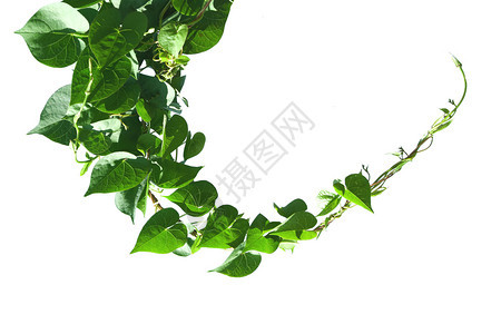 热带电的绿色白背景上的长春植物分离图片