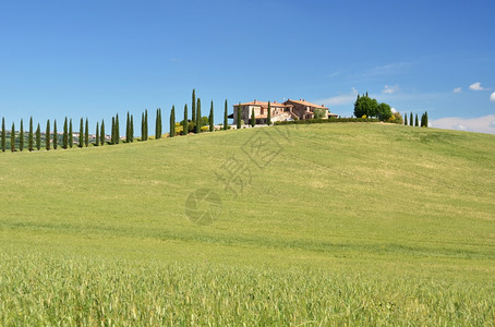 蓝色的草沿着意大利托斯卡纳农村公路沿线的Cypress树图片