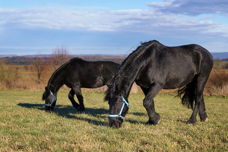 捷克在牧场上的黑弗里斯骑薯马吊带裤哺乳动物宠图片