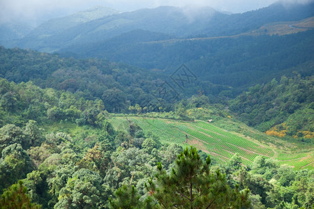 山区林的农业地高山森林大面积树木覆盖规模地农村图片