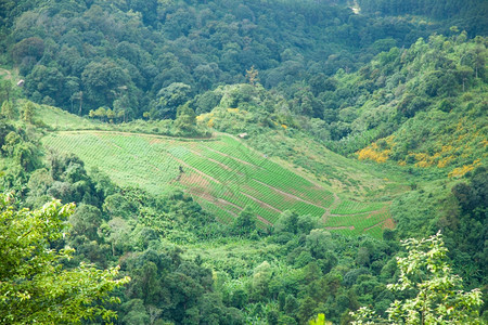 山区林的农业地高山森林大面积树木覆盖夏天草图片