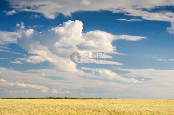 阳光小麦田上面有蓝天的小麦田食物非城市图片