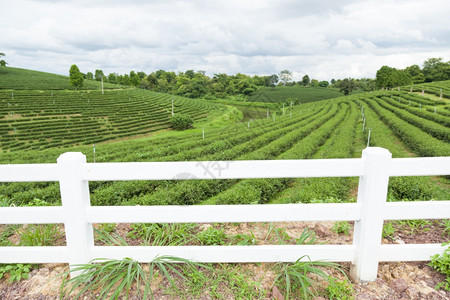 农村隔开田边缘的白栅栏种植山地茶叶子热带图片