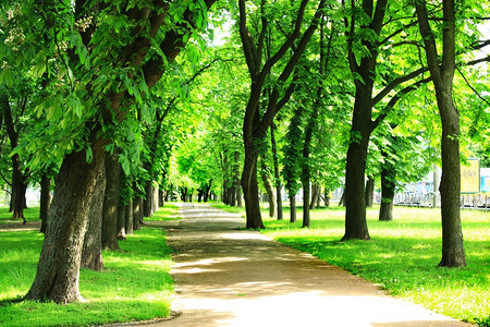 季节美丽的城市夏季公园美好道路有绿树放松色图片