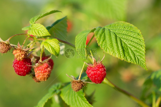 水果新鲜花园里的红莓分支图片