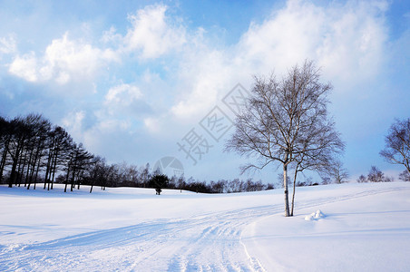 冬天下雪树上没有叶子美丽的天空白色图片