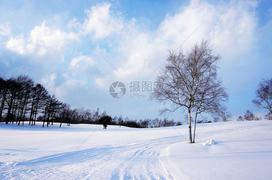 冬天下雪树上没有叶子美丽的天空白色图片