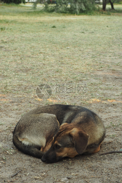 庇护所朋友一只瘦薄和悲伤的流浪狗躺在地上弯成一团悲哀的眼神耳朵图片