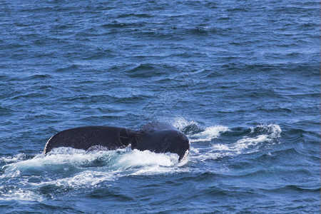 座头鲸观看地点大西洋沿岸的鲸鱼观赏活动经验图片