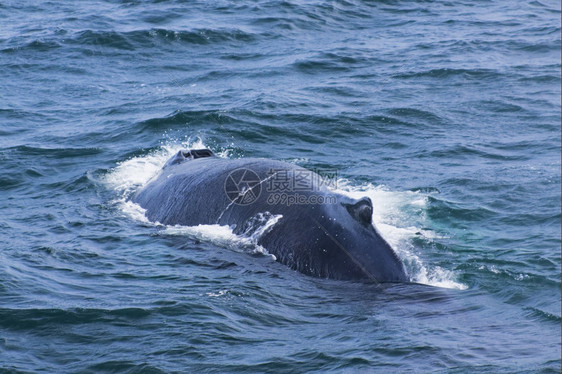 哺乳动物大西洋沿岸的鲸鱼观赏活动经验物种离开图片