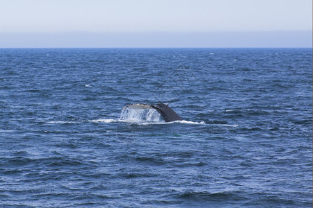 跳跃水巨翅目大西洋沿岸的鲸鱼观赏活动经验图片