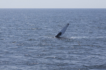 海洋观看大西沿岸的鲸鱼观赏活动经验违反图片