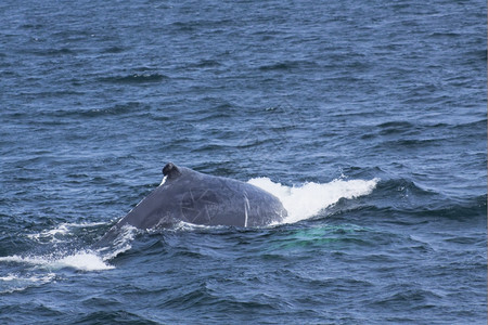 大西洋沿岸的鲸鱼观赏活动经验看海洋野生动物图片