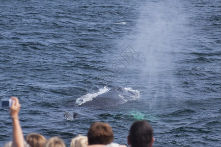 太平洋观看美国大西沿岸的鲸鱼观赏活动经验图片