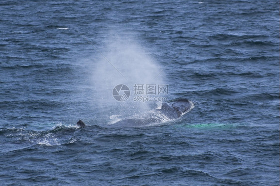 手表太平洋大西沿岸的鲸鱼观赏活动经验户外图片