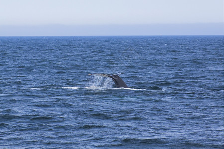 鳍大西洋沿岸的鲸鱼观赏活动经验户外水下高清图片