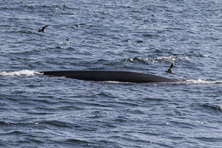大西洋沿岸的鲸鱼观赏活动经验捕鲸违反巨翅目图片