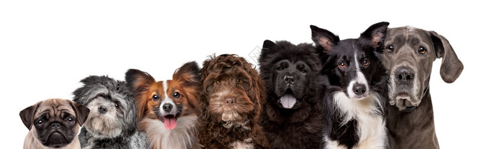 朋友们七种不同的犬肖像看着相机在白色背景上被隔离七种不同的犬肖像合成覆盖图片