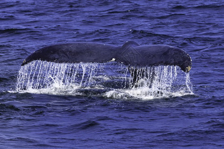 濒危水下鲸鱼大西洋沿岸的鲸目观察体验在大西洋沿岸的捕鲸观察图片