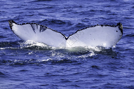 大西洋沿岸的鲸目观察体验在大西洋沿岸的捕鲸观察鱼巨翅目经验图片