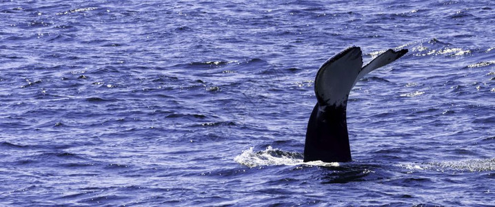 物种濒危美国大西洋沿岸的鲸目观察体验在大西洋沿岸的捕鲸观察图片