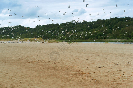 一群海鸥在岸一群鸟从沙滩上起飞一群鸟从沙滩上起飞一群海鸥在岸天浪景观图片