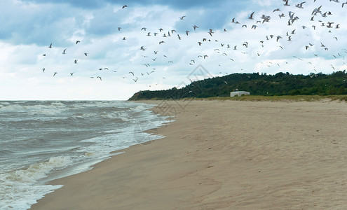 有风团体明亮的一群海鸥在岸一群鸟从沙滩上起飞一群鸟从沙滩上起飞一群海鸥在岸图片