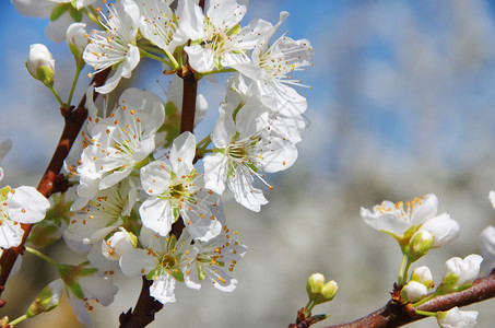 植物学散景杜尔西斯有白花的树枝特写图片