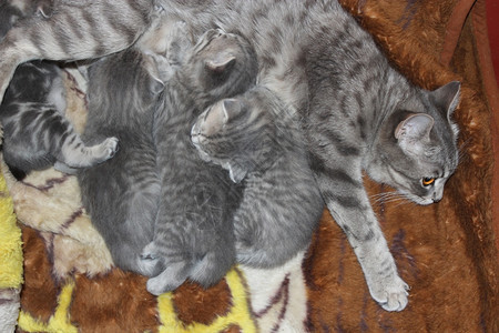 直的以及她刚出生苏格兰纯种小猫和她的苏格兰纯种小猫他们都是新出生的苏格兰纯种小猫门户14育雏背景图片