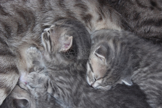 生活折叠孵化以及她刚出生的苏格兰纯种小猫和她的苏格兰纯种小猫他们都是新出生的苏格兰纯种小猫图片