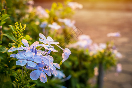花瓣清晨的蓝布卢巴戈户外花的图片