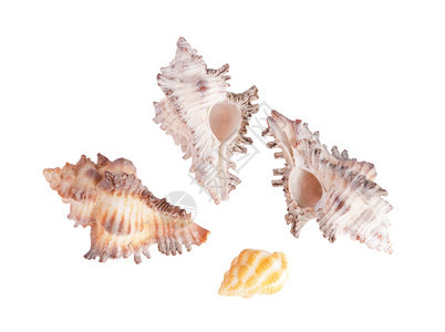 白色背景的孤立贝壳夏天蛤美丽图片