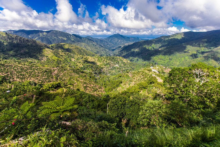 阿拉比卡牙买加蓝山咖啡种植地牙买加蓝山咖啡种植地绿色旅行图片