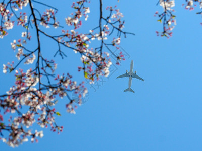 飞越日本樱花的飞翔苍蝇高架粉色的奈良图片